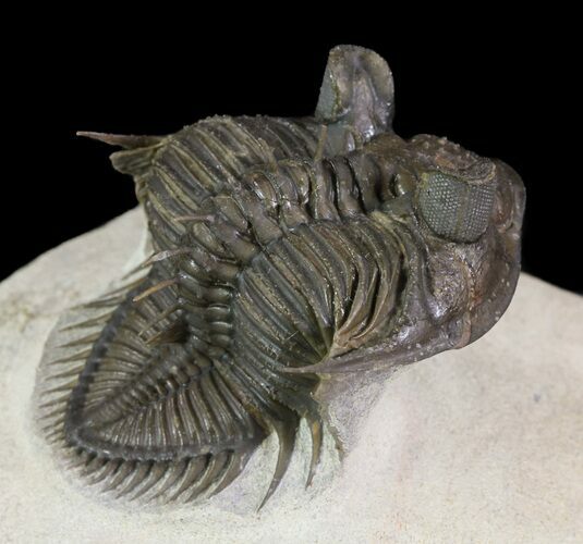 Top Quality Tower Eyed Erbenochile Trilobite #65819